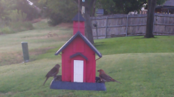 /Birds/Thumbs/20240706/found20240706-062157.png 