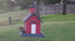 /Birds/Thumbs/20240707/found20240707-065651.png 