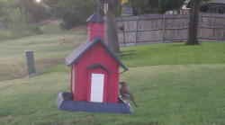 /Birds/Thumbs/20240707/found20240707-070622.png 