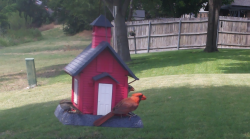 /Birds/Thumbs/20240707/found20240707-152529.png 