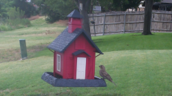 /Birds/Thumbs/20240708/found20240708-081024.png 