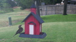 /Birds/Thumbs/20240708/found20240708-082311.png 