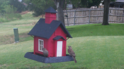 /Birds/Thumbs/20240708/found20240708-095521.png 