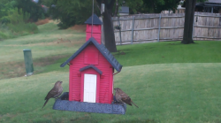 /Birds/Thumbs/20240708/found20240708-103756.png 