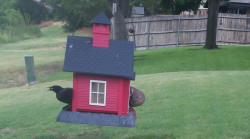 /Birds/Thumbs/20240708/found20240708-135639.png 