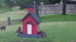 /Birds/Thumbs/20240708/found20240708-143446.png 