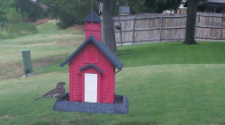 /Birds/Thumbs/20240708/found20240708-151342.png 