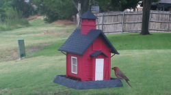 /Birds/Thumbs/20240708/found20240708-181401.png 