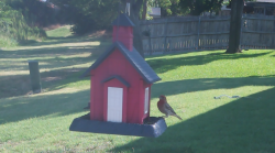 /Birds/Thumbs/20240712/found20240712-095204.png 