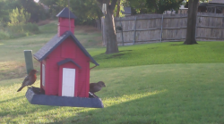 /Birds/Thumbs/20240714/found20240714-074143.png 