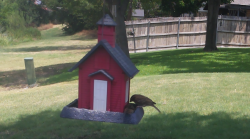 /Birds/Thumbs/20240715/found20240715-133119.png 