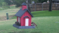 /Birds/Thumbs/20240717/found20240717-081243.png 