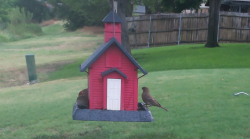 /Birds/Thumbs/20240717/found20240717-084723.png 