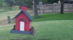 /Birds/Thumbs/20240717/found20240717-103709.png 