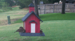 /Birds/Thumbs/20240717/found20240717-172405.png 