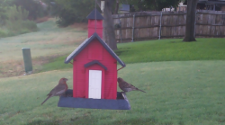 /Birds/Thumbs/20240718/found20240718-063731.png 