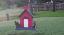 /Birds/Thumbs/20240718/found20240718-064713.png 