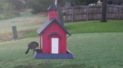/Birds/Thumbs/20240718/found20240718-064917.png 