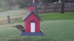 /Birds/Thumbs/20240718/found20240718-064949.png 