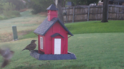 /Birds/Thumbs/20240718/found20240718-065136.png 