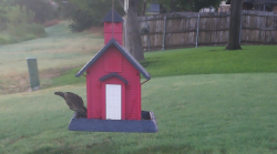 /Birds/Thumbs/20240718/found20240718-065209.png 