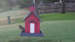 /Birds/Thumbs/20240718/found20240718-065400.png 