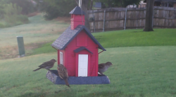 /Birds/Thumbs/20240718/found20240718-065629.png 