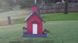 /Birds/Thumbs/20240718/found20240718-065722.png 