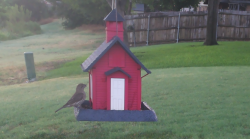 /Birds/Thumbs/20240718/found20240718-065915.png 