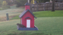 /Birds/Thumbs/20240718/found20240718-072511.png 