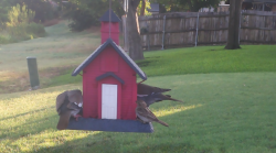 /Birds/Thumbs/20240718/found20240718-074410.png 