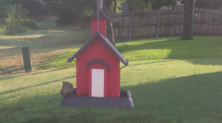 /Birds/Thumbs/20240718/found20240718-080922.png 