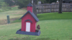 /Birds/Thumbs/20240718/found20240718-092207.png 
