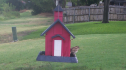 /Birds/Thumbs/20240718/found20240718-094103.png 