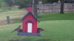 /Birds/Thumbs/20240718/found20240718-111511.png 