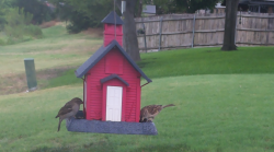 /Birds/Thumbs/20240718/found20240718-111552.png 