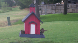 /Birds/Thumbs/20240718/found20240718-115253.png 