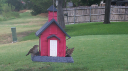 /Birds/Thumbs/20240718/found20240718-120435.png 