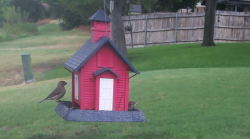 /Birds/Thumbs/20240718/found20240718-120659.png 