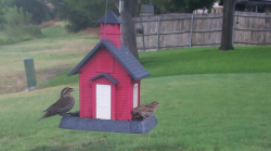 /Birds/Thumbs/20240718/found20240718-121357.png 