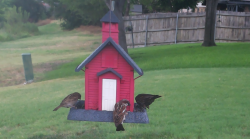 /Birds/Thumbs/20240718/found20240718-121438.png 