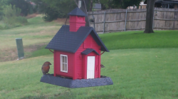 /Birds/Thumbs/20240718/found20240718-121529.png 
