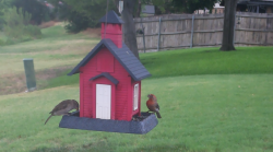 /Birds/Thumbs/20240718/found20240718-121640.png 