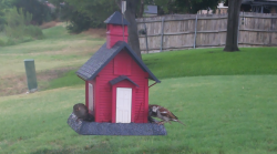 /Birds/Thumbs/20240718/found20240718-122202.png 