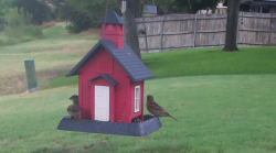 /Birds/Thumbs/20240718/found20240718-122304.png 