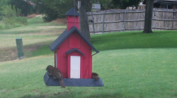 /Birds/Thumbs/20240718/found20240718-122625.png 