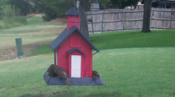 /Birds/Thumbs/20240718/found20240718-122711.png 