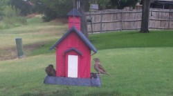 /Birds/Thumbs/20240718/found20240718-125104.png 