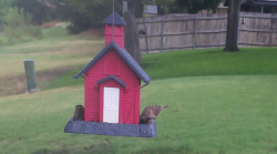 /Birds/Thumbs/20240718/found20240718-125150.png 