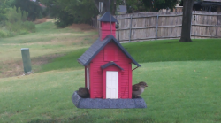 /Birds/Thumbs/20240718/found20240718-132343.png 
